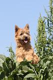 CAIRN TERRIER 023
